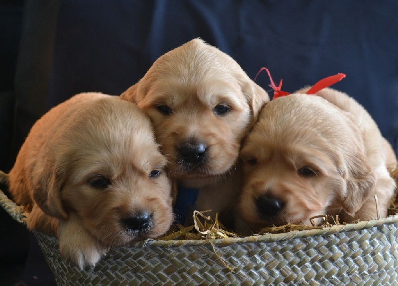 Eldoragold - Golden Retriever - Portée née le 29/06/2014