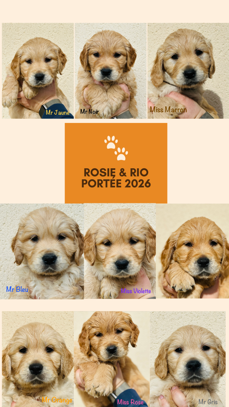 Eldoragold - Golden Retriever - Portée née le 30/01/2026