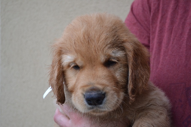 Eldoragold - Golden Retriever - Portée née le 11/08/2016